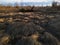 A willow log in a dried-up swamp with a fallen dry reed illuminated by the sunshine in autumn during a sunny evening