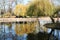 Willow over the lake autumn landscape