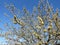 Willow, pollen and wasp against the blue sky