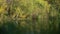 Willow pond background with great blue heron