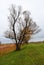 Willow and poplar tree with yellow leaves and grass glade near dry reeds, cloudy rainy sky