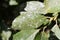 Willow Powdery Mildew or Uncinula adunca on leaf of Salix caprea or Great sallow