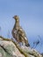 Willow Ptarmigan