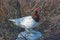 Willow Ptarmigan