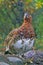 Willow Ptarmigan in autumn plumage, watching.