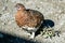 Willow Ptarmigan - Denali, Alaska