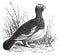 Willow Ptarmigan Lagopus or Willow Grouse vintage engraving