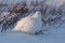 Willow Ptarmigan near Arviat