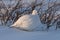 Willow Ptarmigan near Arviat