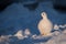 Willow Ptarmigan Walking Through Snow