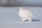 Willow Ptarmigan walking in snow on tundra