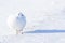 Willow Ptarmigan in winter plumage