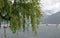 Willow in the rain, on the Zeller Lake,Austria