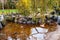 Willow reflected in a mini pond in autumn