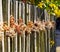 Willow rods at the garden fence