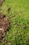 Willow roots climb to the surface of the lawn and see where they lead