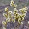 Willow (Salix caprea) branches with buds blossoming in early spring