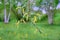 Willow salix catkins close-up, spring tree seeds
