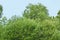 Willow or Salix Fragilis tree branches with green leaves on blue sky with clouds