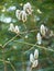 Willow Salix sp. catkins flowering on green forest background in spring