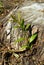 Willow shoot on stump