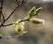 Willow shoots with yellow pollen.