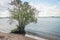 Willow shrub on the edge of a wide river