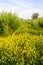 Willow shrubs and yellow flowering rapeseed In a nature reserve