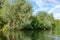 Willow with silvery leaves growing on the banks of a small river, reflected on a water surface.