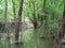 Willow spring blooming on the banks of the Danube