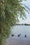 Willow stands over water. Weeping willow in the foreground