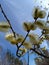 Willow. Taiga in the spring. Siberian forest. Taiga. Lake Baikal. Birch forest.