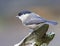 A willow tit bird perched on a tree