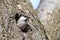 Willow tit excavates nesting hole in decayed tree