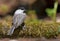 Willow tit on a heavy mossy trunk from back view