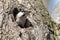 Willow tit looking out of the hollow with sawdust in beak