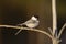 Willow tit, Parus montanus borealis