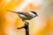 Willow tit perched on branch on autumnal background