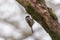 Willow Tit (Poecile montanus)