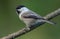 Willow Tit poecile montanus great posing on small twig with clean green background