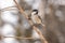 Willow tit Poecile montanus sits on a branch