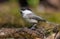 Willow Tit sits on a curvy mossy stick