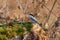 Willow tit sits on a mossy log against the background of an autumn forest park