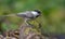 Willow tit sits on a mossy trunk in forest