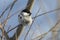 willow tit who sits among small branches on a winter