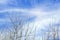 Willow tree branches with blossoming buds against blue sky in spring sunny day. Salix, Salicaceae. Symbol of Christian holiday