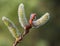 Willow Tree catkin sprout springtime