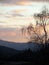 the willow tree at dusk