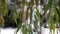 Willow tree in early Winter snowfall in England