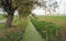 Willow tree on the edge of a Dutch polder ditch